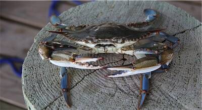 Les samedis du savoir : crabe bleu, chronique d’une invasion