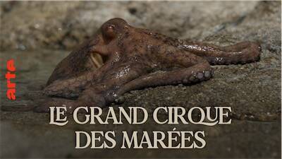 Le grand cirque des marées (ancien titre: la flaque)